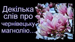 Декілька слів по чернівецьку магнолію...