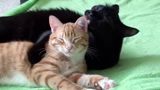 Cute Cats Hugging Compilation