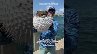 Unveiling the Enigma of Pufferfish | Incredible Facts, Inflatable Defense, and Deadly Toxin