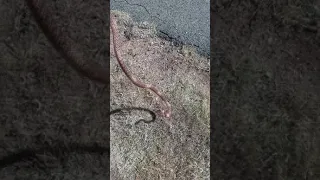 Came across a Red racer snake (Santa Fe NM)