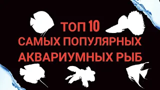 Топ 10 самых популярных аквариумных рыб.