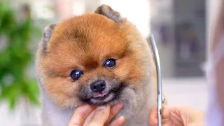 Pomeranian dog grooming 🐶❤️Teddy bear style haircut!