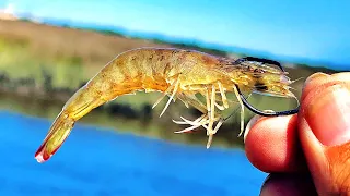 How To Use Live Shrimp Under A Popping Cork To Catch Fish On Windy Days