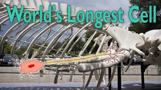 World's Longest Cell?