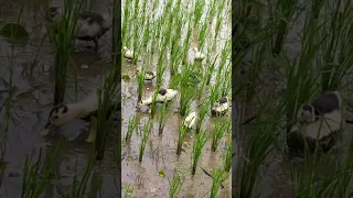 MUSCOVY DUCKS HUNTING FOR FOOD @THE RICE FIELD