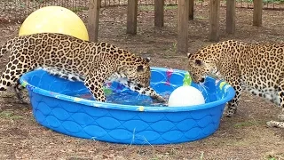 Do Big Cats Like Water?