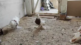 узбекские голуби #pigeon #