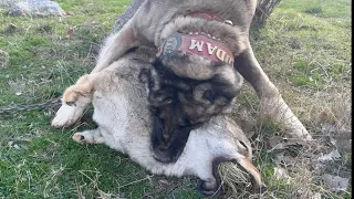 SHEPHERD DOG WOLF TEST