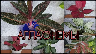 АГЛАОНЕМЫ🌱Особенности сортов🌸Обзор🌱Просперити🌸Уши слона🌱Ред стар🌸Пинк Валентин🌱Суматра🌸Кокомелон...