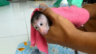 Newborn Baby Monkey Chika travel preparation (CHIRO #131)