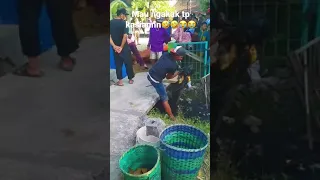 Video lucu bocil kecebur got, mau ngakak tapi kasian🤣😭