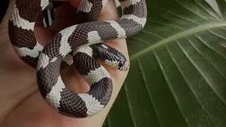 Building a Bioactive Enclosure for my California Kingsnake!