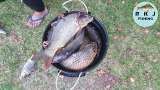 20 Carp caught in 2 hours! Fishing a HOT bite at Lake Weeroona