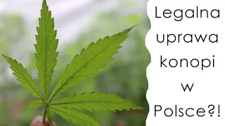 Legalna uprawa konopi w Polsce - jak to zrobić?/How to grow legal cannabis at home in Poland