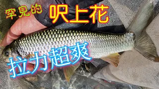 大甲溪出水，遇到強對手，穿這件內褲釣魚都是大花妹上勾