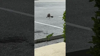 When Mama Bird meet Iguana