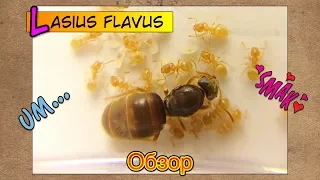 Жёлтый земляной муравей ЛАЗИУС ФЛАВУС // Lasius Flavus // Обзор