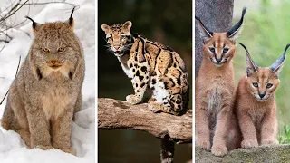 21 Rare Wild Cat Species You Probably Didn’t Know exist #Rarecat, #rarewildcat,