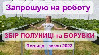 ЗБІР ПОЛУНИЦІ В ПОЛЬЩІ | ЗБІР БОРУВКИ. ЗАПРОШУЄМО НА РОБОТУ.