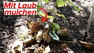 Mit Laub mulchen - So verwendest du anfallendes Laub in deinem Garten nützlich!