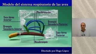 Respiratory physiology: how birds breathe, quick and easy in 5 minutes