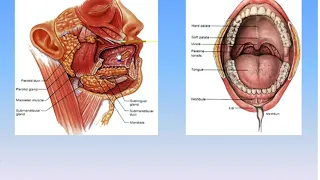 15 Digestive System 2 Mouth, Pharynx, Esophagaus & Stomach Anatomy Intro Dr Ahmed Kamal