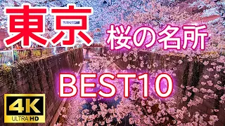 [4K Tokyo Cherry Blossoms 🌸 Top 10] Introducing the ranking of famous cherry blossom viewing spots