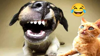 Funniest Animal Videos🐱😃 Funniest Cats and Dogs 2024😜 Part.79