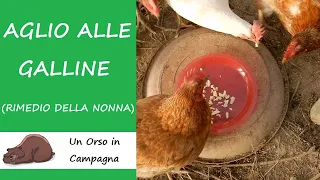 Aglio alle galline! I rimedi della nonna!