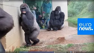 Feeling miserable in the rain? These gorillas too