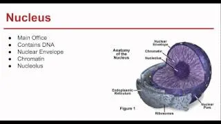 Ch. 7 Cell Structure and Function