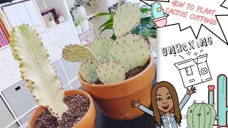 How To Plant Cactus cuttings 🌵 | Cactus Unboxing 📦 || A girl with a garden