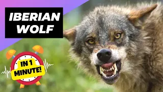 Iberian Wolf 🐺 The Fearsome Guardian Of The Peninsula! | 1 Minute Animals