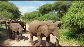 Tarangire National Park  - Elephant Park  🇹🇿