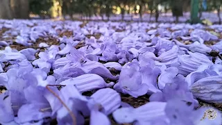 MORÍ Y AHORA? (16/19 Somos espíritus)