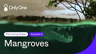 Mangroves | The Living Ocean | Only One