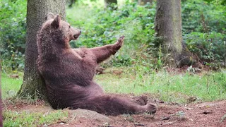 Eurasian brown bear (Ursus arctos arctos) scratching, Germany