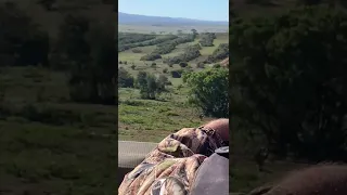 Hunting South Africa .2021