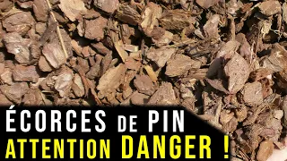 Un Paillage Naturel à FUIR !! Les Écorces de Pin !