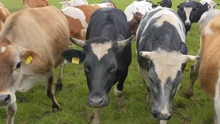 Chased very closely by a herd of scary cows  - did I do the right thing?