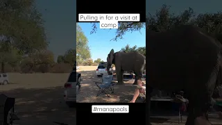 Close encounters with Mana Pools Elephants