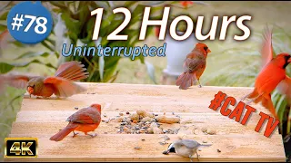 12 Hour Video for Cats 😻 Wild Birds | Uninterrupted CatTV