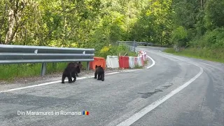 13 urşi  pe Transfăgărăşan 2023