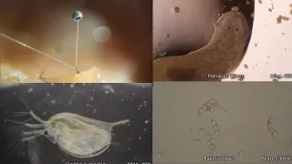 The Amazing Microscopic World