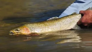 ORVIS - Tightline Nymphing For Beginners