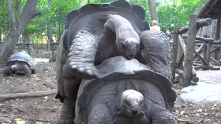 Hilarious humping tortoise