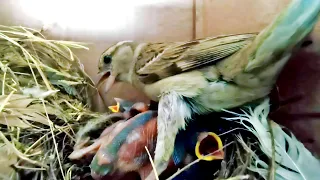 Sparrow Bird trying to sit on top of babies @AnimalsandBirds107