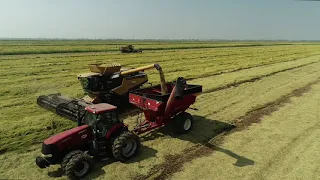 Rice Harvest 2020 - Drone