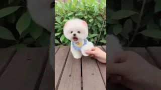 Mini Cute Pomeranian Boo Dog Funny TikTok Videos 🐾  #funnydogs #funnyanimals #puppy 1