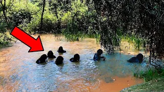 What A Camera Captured In This River Shocked The Whole World